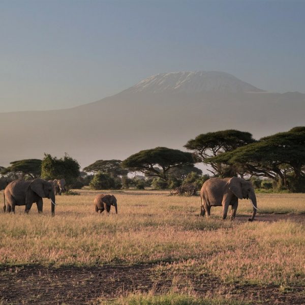 Amboseli, kenija, кения