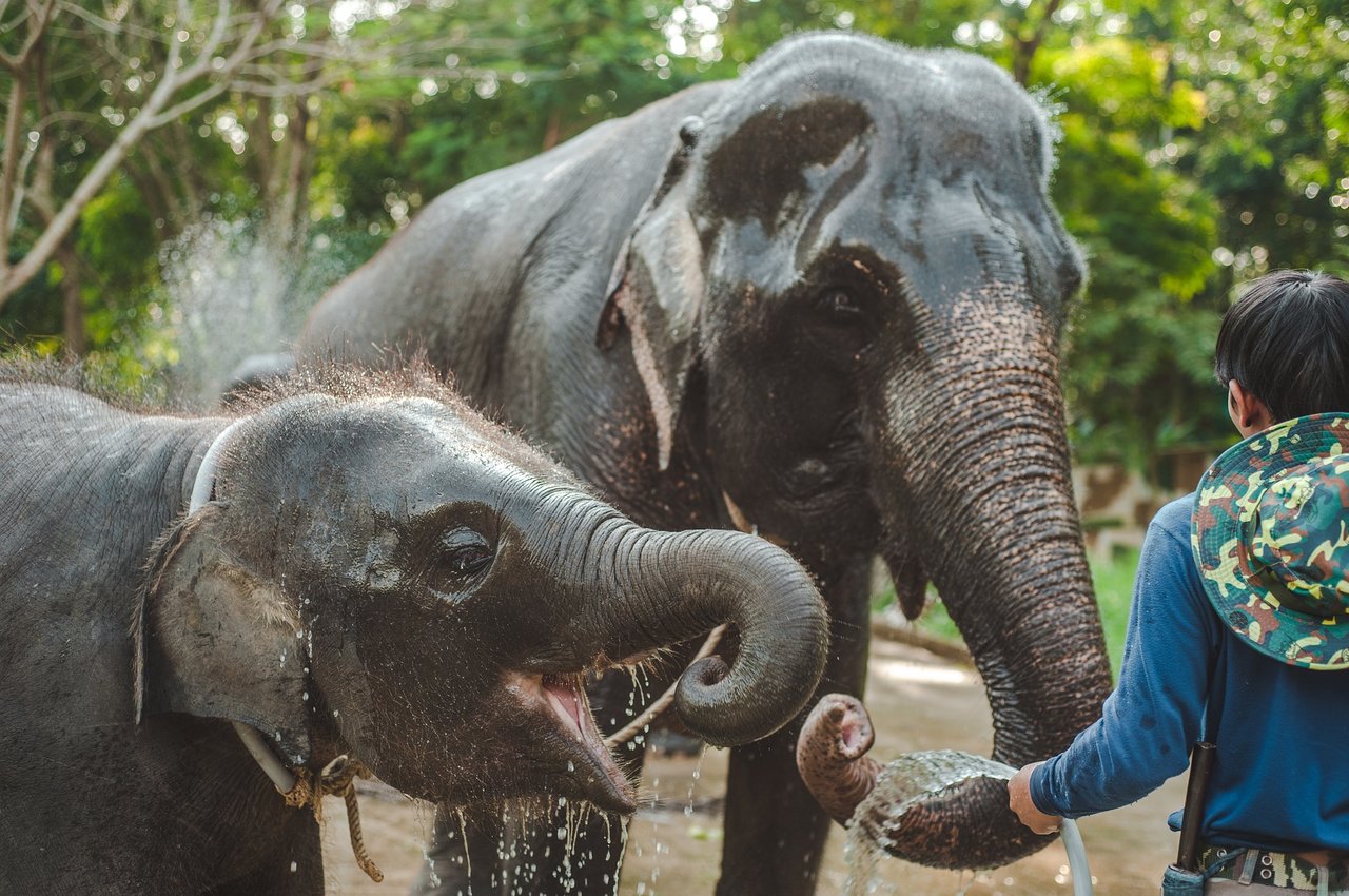 zilonis Taizemē