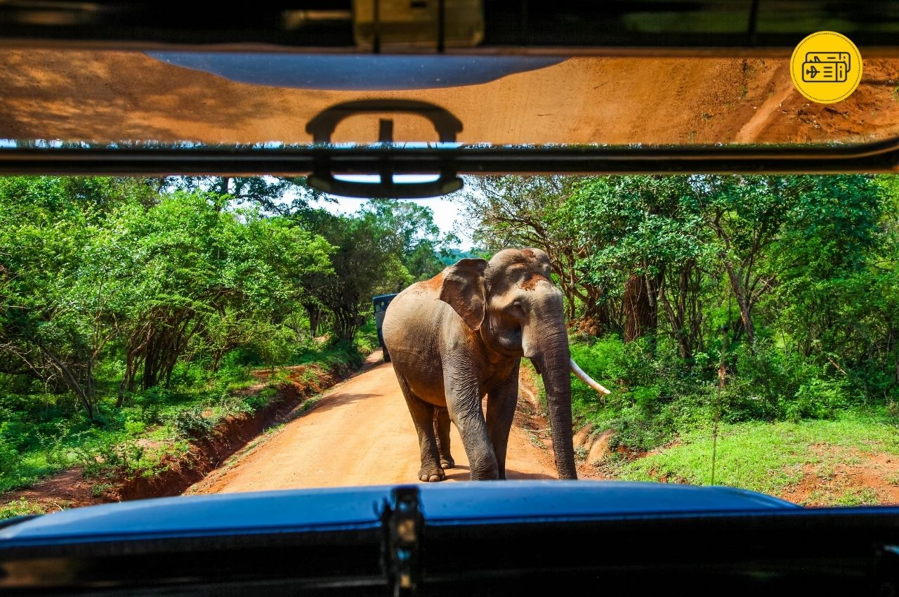 Zilonis Jalas Nacionālajā Parkā, šrilanka, шри-ланка